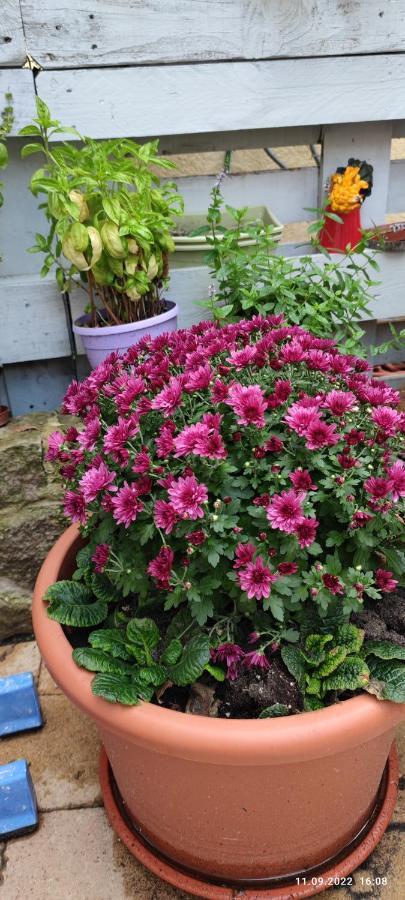Lilla Nuremberg